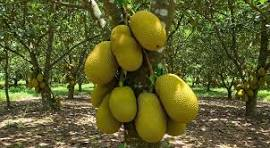 Jackfruit: The Giant Tropical Wonder