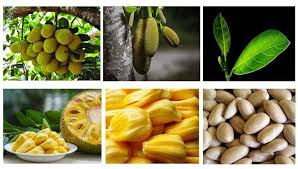 Jackfruit: The Giant Tropical Wonder