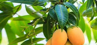 Mango: The King of Fruits