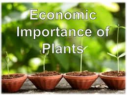 SUMMER  INTRIDUCTION